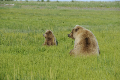 Brown Bear, Sow & Cub-070118-Lake Clark National Park, AK-#1669.JPG