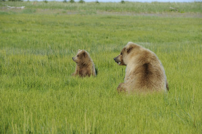 Brown Bear, Sow & Cub-070118-Lake Clark National Park, AK-#1670.JPG