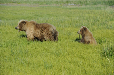 Brown Bear, Sow & Cub-070118-Lake Clark National Park, AK-#1746.JPG