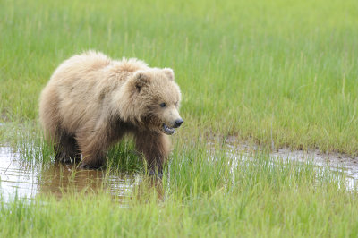 Brown Bear-062618-Lake Clark National Park, AK-#067.JPG