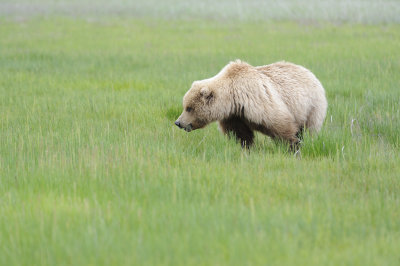 Brown Bear-062618-Lake Clark National Park, AK-#2261.JPG