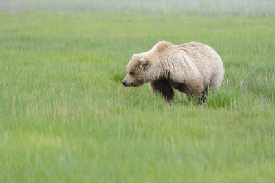 Brown Bear-062618-Lake Clark National Park, AK-#2262.JPG