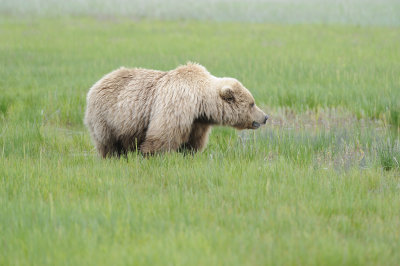 Brown Bear-062618-Lake Clark National Park, AK-#2271.JPG
