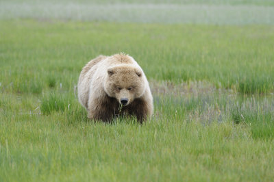 Brown Bear-062618-Lake Clark National Park, AK-#2280.JPG
