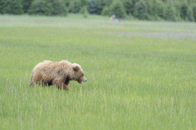 Brown Bear-062618-Lake Clark National Park, AK-#2304.JPG