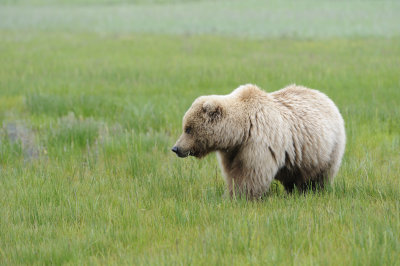 Brown Bear-062618-Lake Clark National Park, AK-#2398.JPG