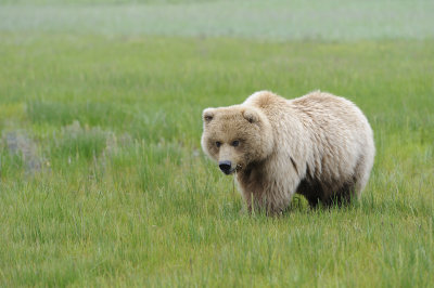 Brown Bear-062618-Lake Clark National Park, AK-#2403.JPG