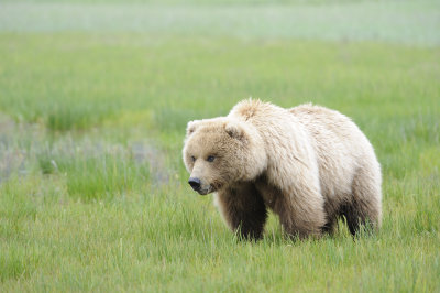 Brown Bear-062618-Lake Clark National Park, AK-#2418.JPG
