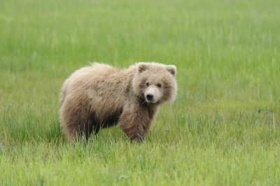 Brown Bear-062618-Lake Clark National Park, AK-#2442.JPG