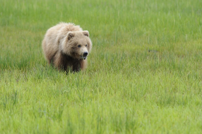 Brown Bear-062618-Lake Clark National Park, AK-#2456.JPG