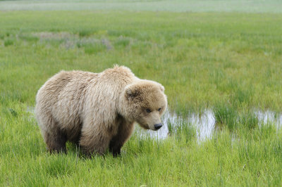 Brown Bear-062618-Lake Clark National Park, AK-#2486.JPG