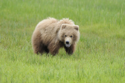 Brown Bear-062618-Lake Clark National Park, AK-#2537.JPG