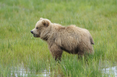 Brown Bear-062618-Lake Clark National Park, AK-#2571.JPG
