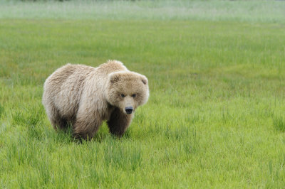 Brown Bear-062618-Lake Clark National Park, AK-#2592.JPG
