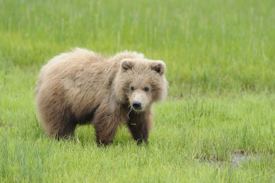 Brown Bear-062618-Lake Clark National Park, AK-#2612.JPG