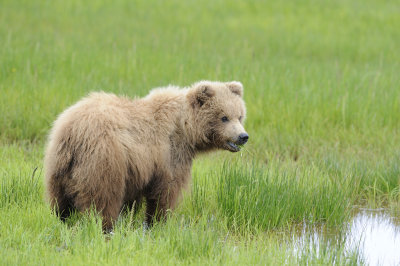 Brown Bear-062618-Lake Clark National Park, AK-#2675.JPG