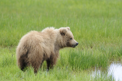 Brown Bear-062618-Lake Clark National Park, AK-#2681.JPG