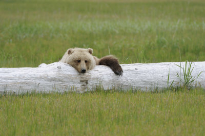 Brown Bear-062618-Lake Clark National Park, AK-#3735.JPG