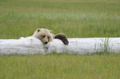 Brown Bear-062618-Lake Clark National Park, AK-#3739.JPG