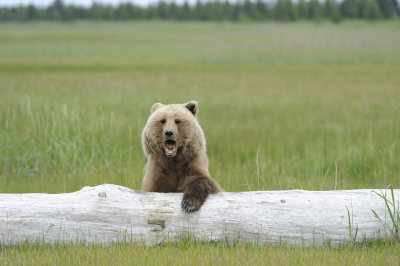 Brown Bear-062618-Lake Clark National Park, AK-#3804.JPG