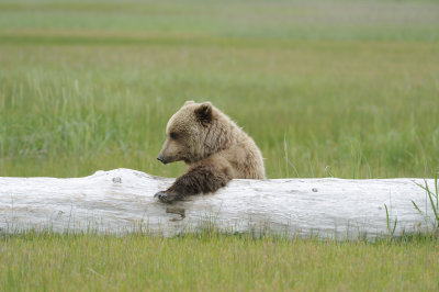 Brown Bear-062618-Lake Clark National Park, AK-#3810.JPG