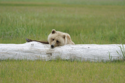 Brown Bear-062618-Lake Clark National Park, AK-#3817.JPG