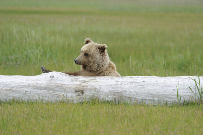 Brown Bear-062618-Lake Clark National Park, AK-#3823.JPG