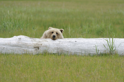 Brown Bear-062618-Lake Clark National Park, AK-#3832.JPG