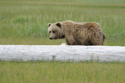 Brown Bear-062618-Lake Clark National Park, AK-#3842.JPG