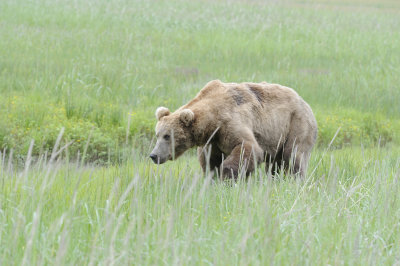 Brown Bear-062618-Lake Clark National Park, AK-#3853.JPG
