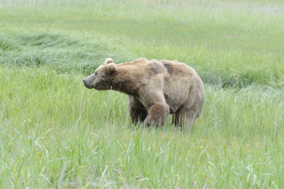 Brown Bear-062618-Lake Clark National Park, AK-#3874.JPG