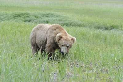 Brown Bear-062618-Lake Clark National Park, AK-#3888.JPG