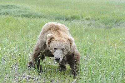 Brown Bear-062618-Lake Clark National Park, AK-#3898.JPG