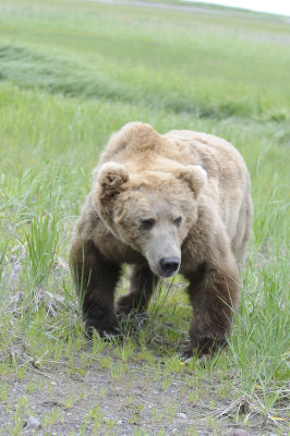 Brown Bear-062618-Lake Clark National Park, AK-#3906.JPG