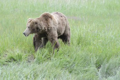 Brown Bear-062618-Lake Clark National Park, AK-#3937.JPG