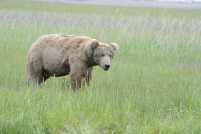 Brown Bear-062618-Lake Clark National Park, AK-#3947.JPG