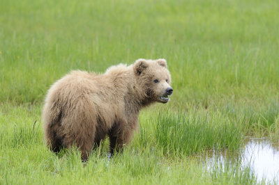 Brown Bear-062618-Lake Clark National Park, AK-#3955.JPG