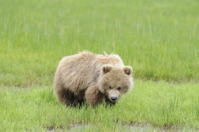 Brown Bear-062618-Lake Clark National Park, AK-#3964.JPG