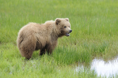 Brown Bear-062618-Lake Clark National Park, AK-#3980.JPG
