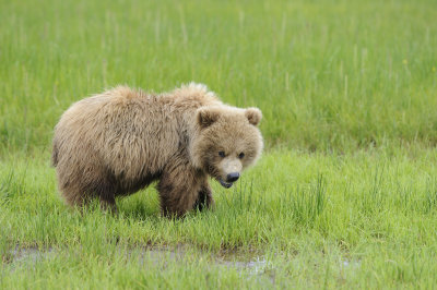 Brown Bear-062618-Lake Clark National Park, AK-#3988.JPG