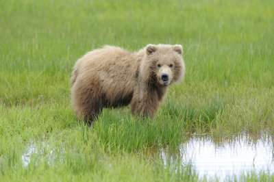 Brown Bear-062618-Lake Clark National Park, AK-#3995.JPG