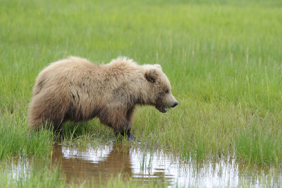 Brown Bear-062618-Lake Clark National Park, AK-#4001.JPG