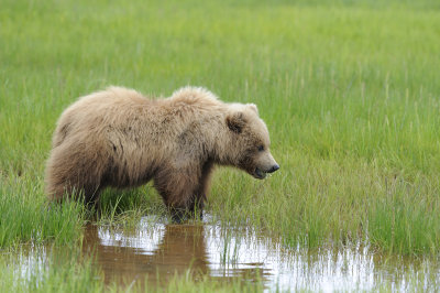 Brown Bear-062618-Lake Clark National Park, AK-#4003.JPG