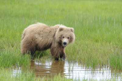 Brown Bear-062618-Lake Clark National Park, AK-#4009.JPG