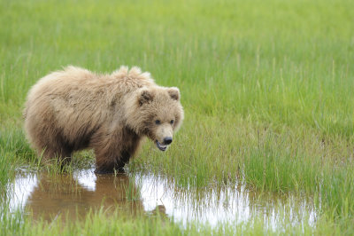 Brown Bear-062618-Lake Clark National Park, AK-#4022.JPG