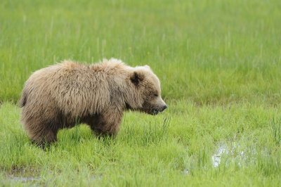 Brown Bear-062618-Lake Clark National Park, AK-#4026.JPG