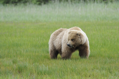 Brown Bear-062618-Lake Clark National Park, AK-#4030.JPG