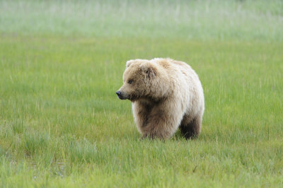 Brown Bear-062618-Lake Clark National Park, AK-#4033.JPG