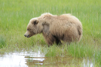 Brown Bear-062618-Lake Clark National Park, AK-#4046.JPG