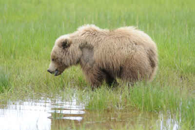 Brown Bear-062618-Lake Clark National Park, AK-#4048.JPG